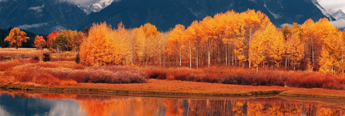 树木背景背景图片下载_1920x650像素jpg格式_编号zqwfg5l8z_图精灵