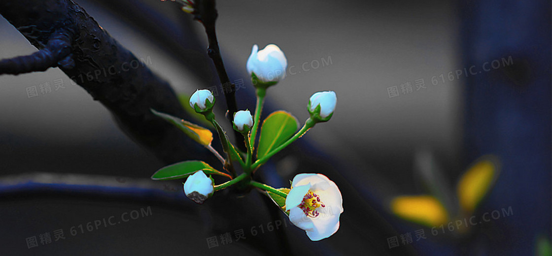 小清新花朵背景
