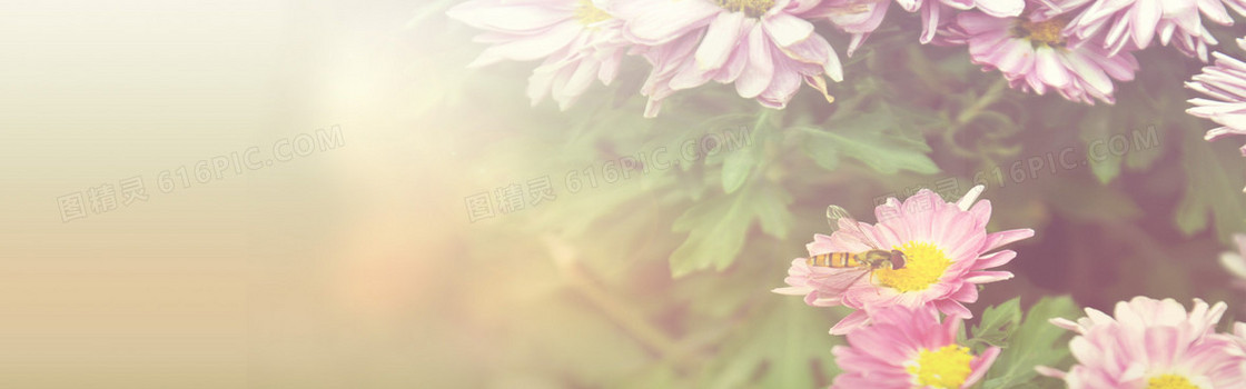 大朵花朵背景 banner