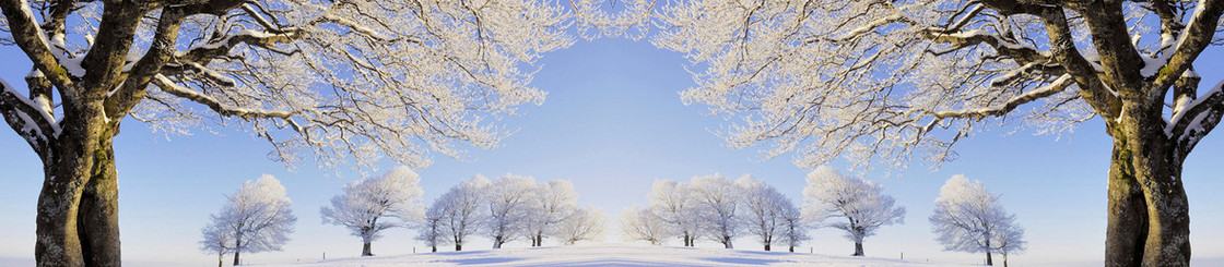 淘宝冬季大树雪景背景banner