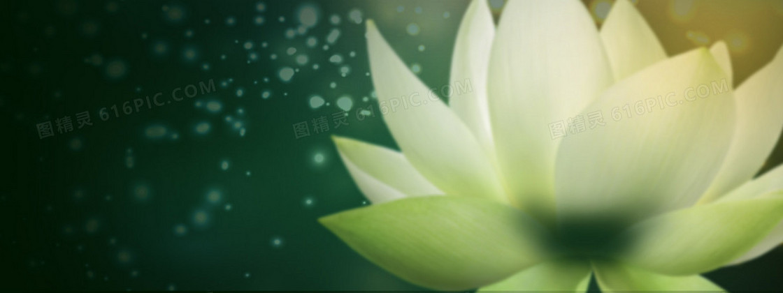 唯美兰花背景