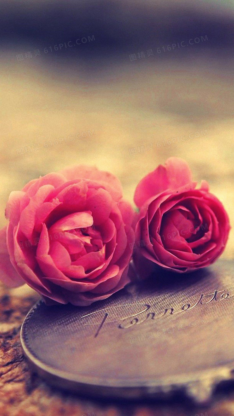 温柔玫瑰花背景图图片