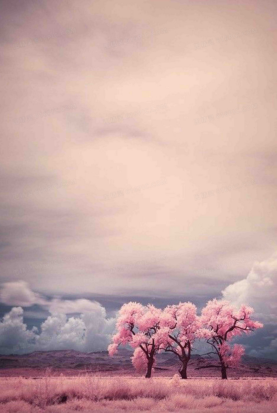 浪漫唯美樱花海报背景