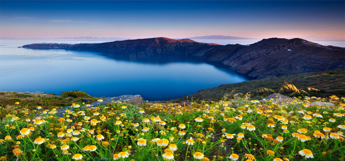 壮阔海岸的那些花背景图