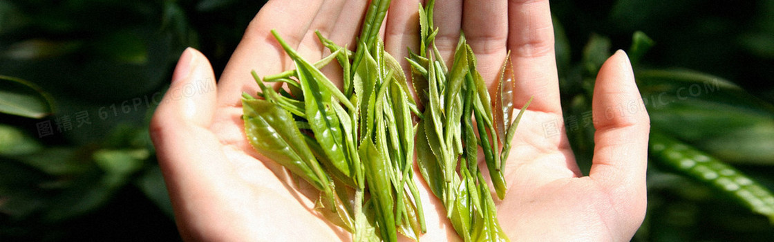 清新茶叶背景