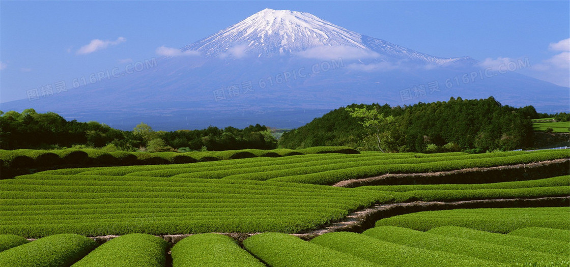 广阔的田地背景