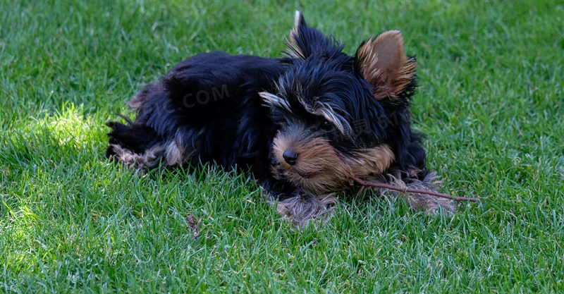 绿草地上的约克夏犬图片