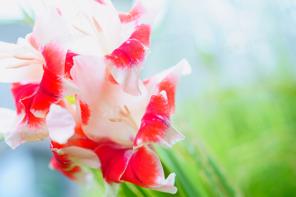 剑兰花花瓣图片