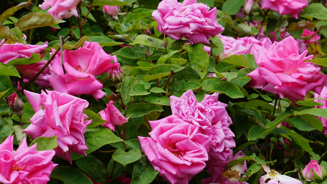 花园玫瑰花朵绽放图片