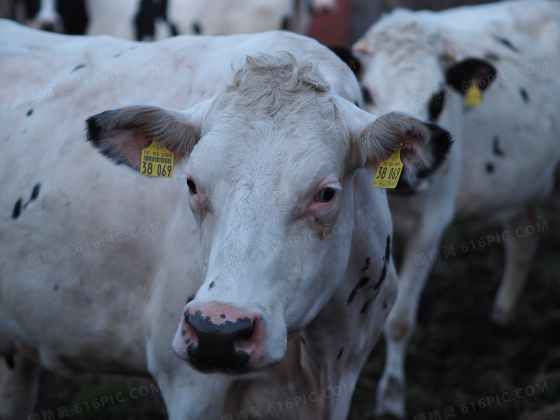 白色奶牛牲畜图片