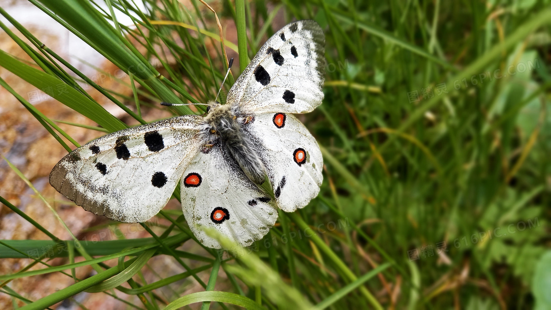 阿波罗蝴蝶图片