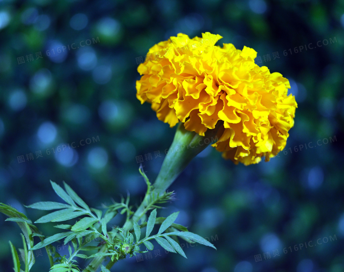 万寿菊花朵盛开图片