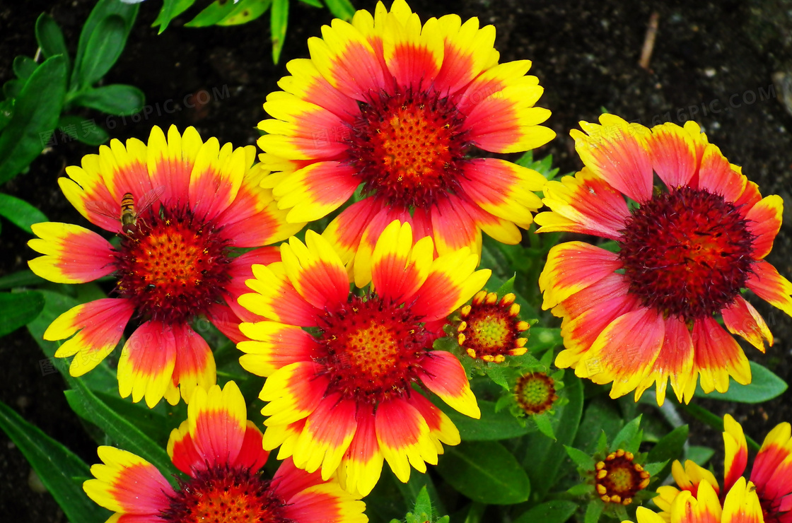 多色菊花花朵图片