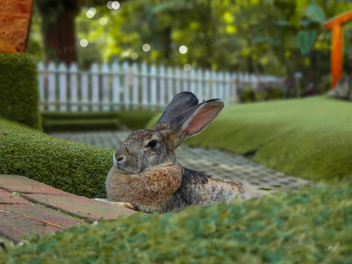 后院草地上可爱的兔子图片