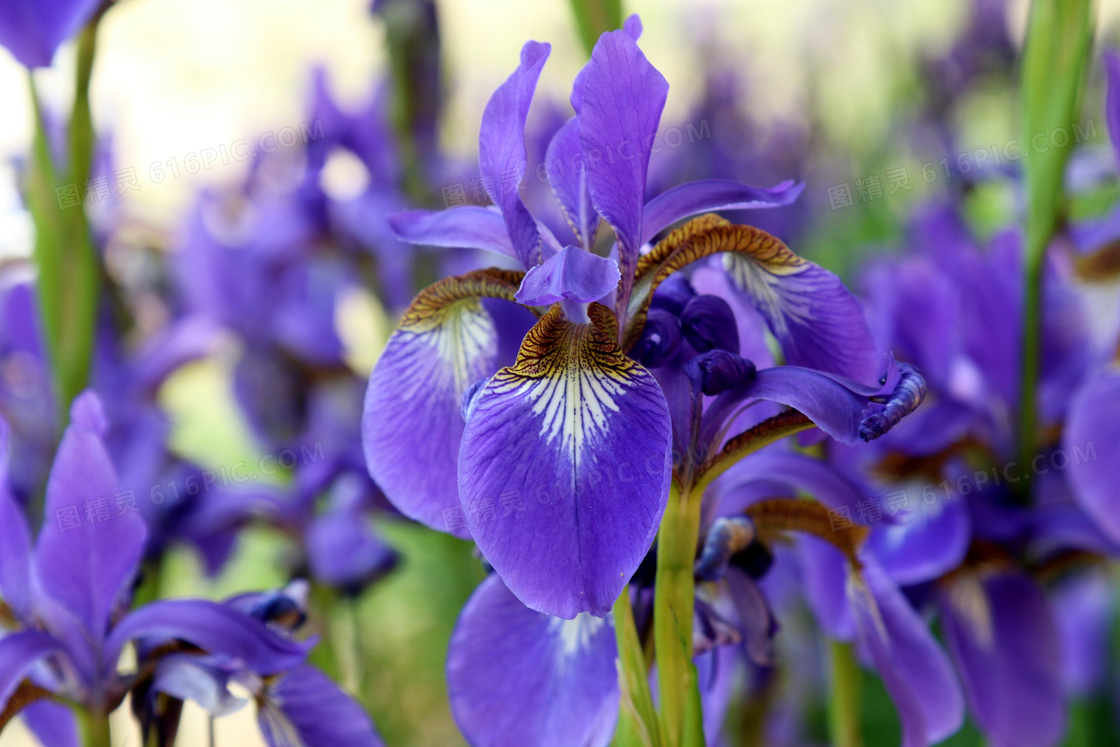 紫色鸢尾花朵摄影图片