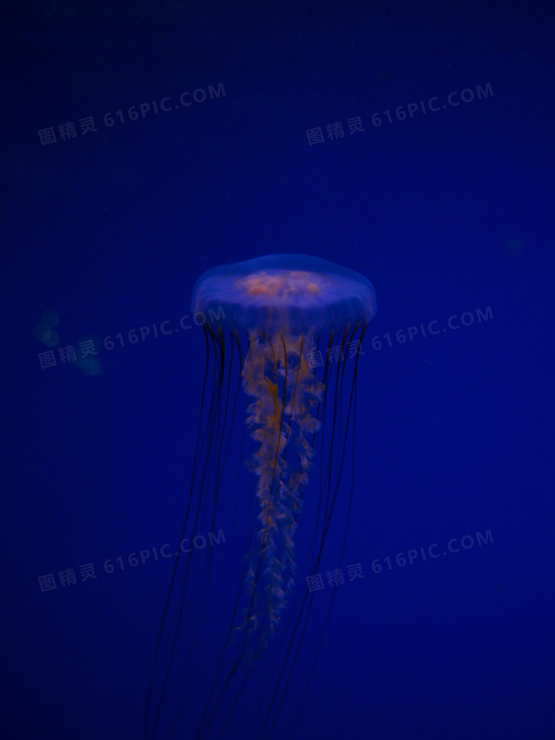 蓝色深海云母图片
