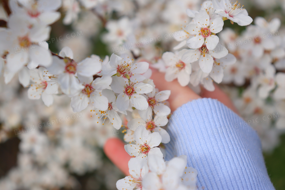 桃花枝桃花花朵摄影图片