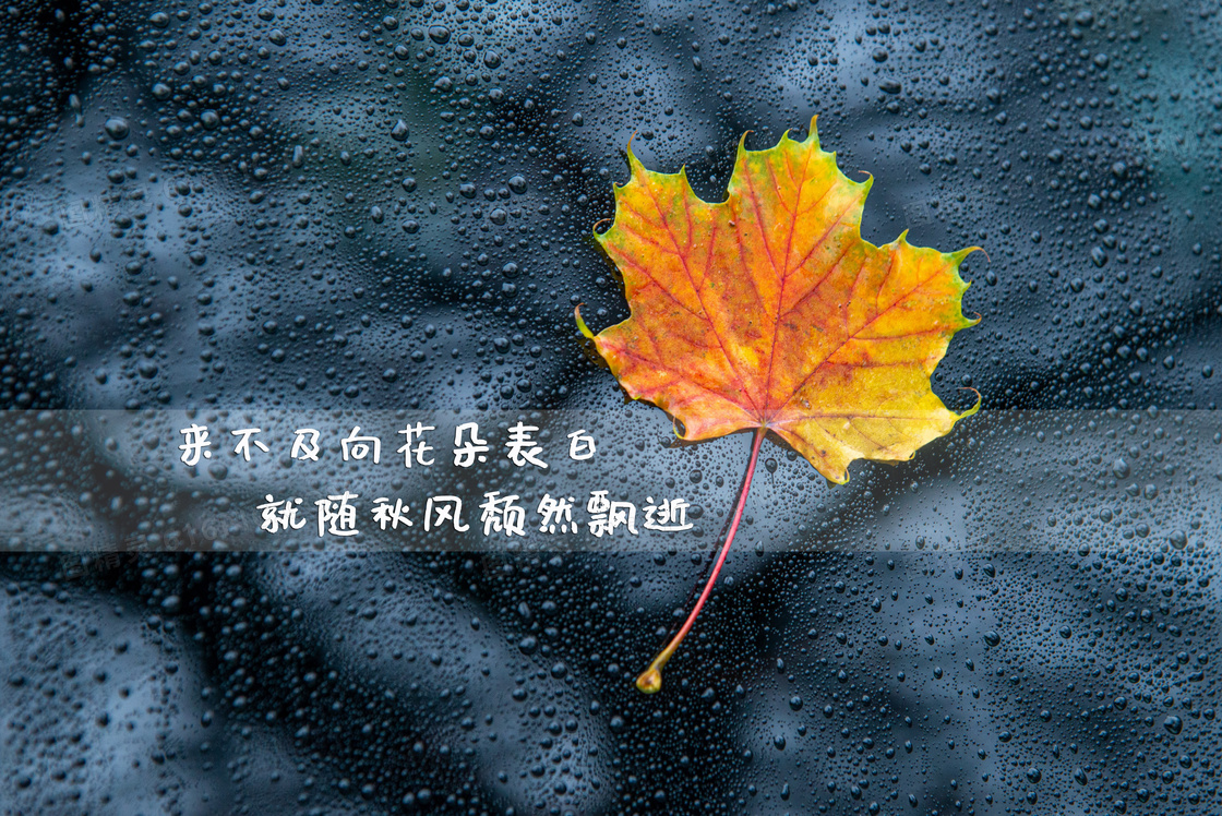 伤感文字控图片