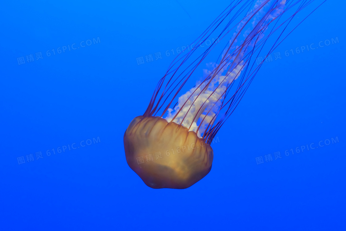 观赏水族馆海蜇图片