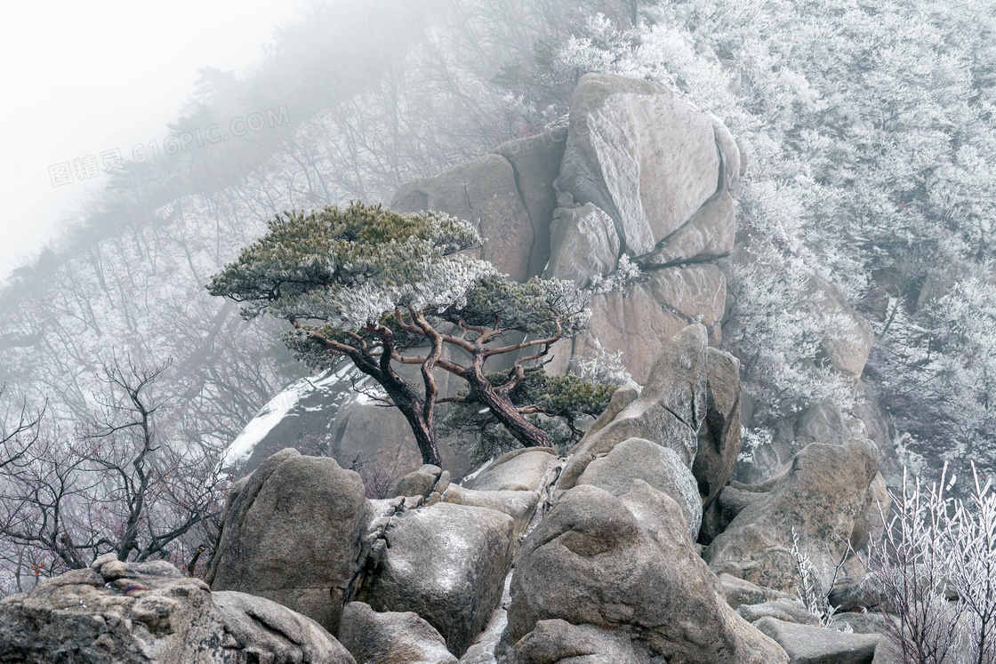 迎客松雪景图片