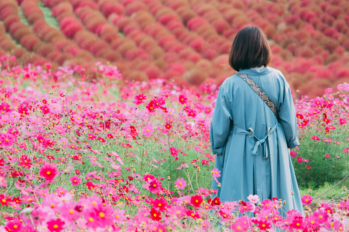 格桑花花海美女背影图片