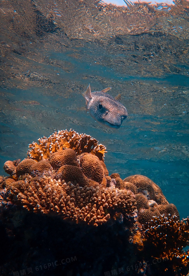 海底珊瑚礁野生鱼图片
