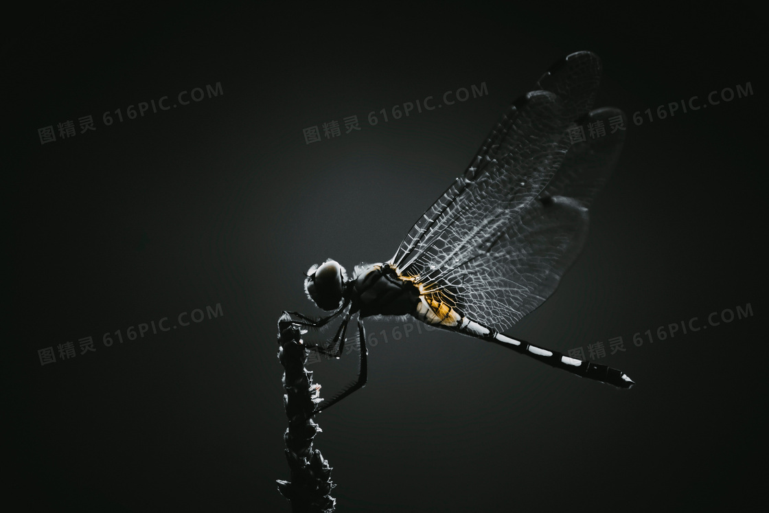 黑色蜻蜓图片素材