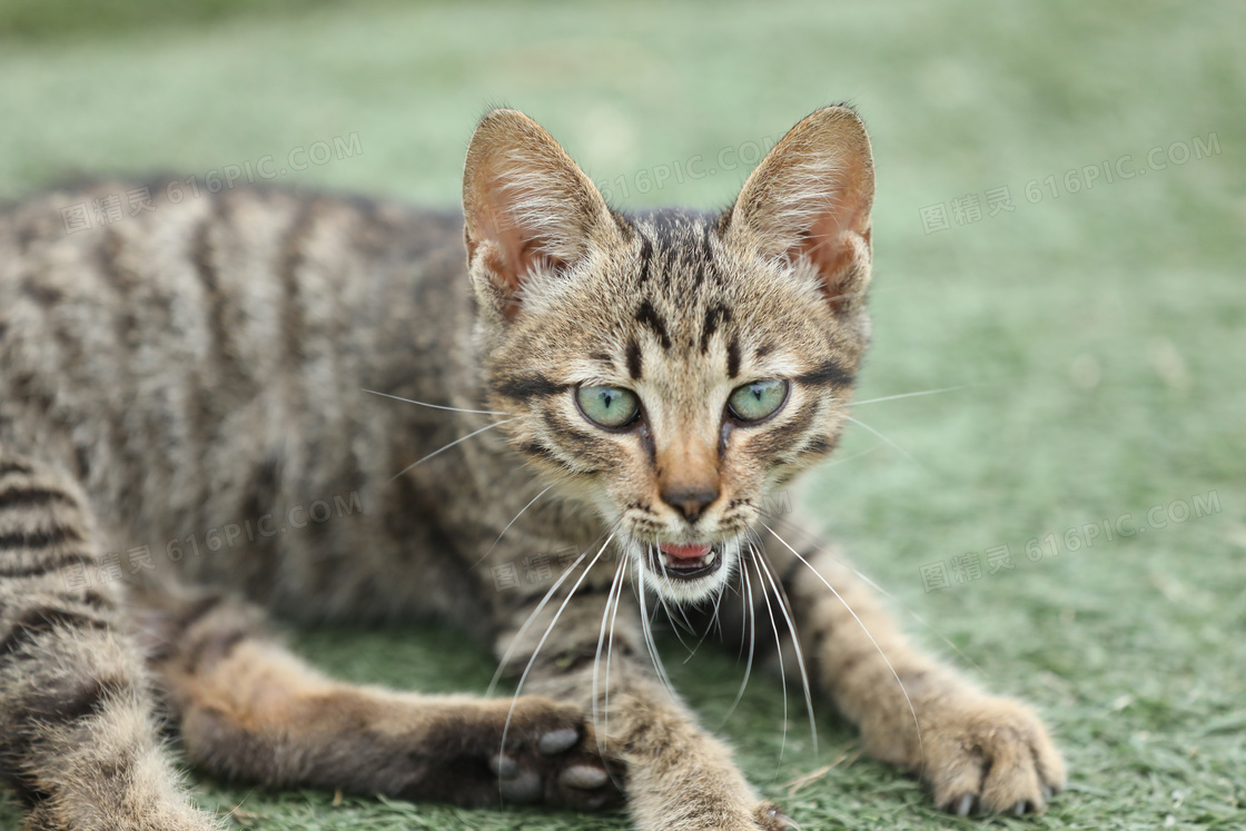 虎斑小猫图片
