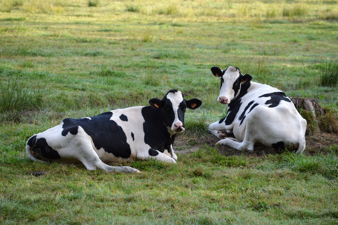 草地两只黑白奶牛图片