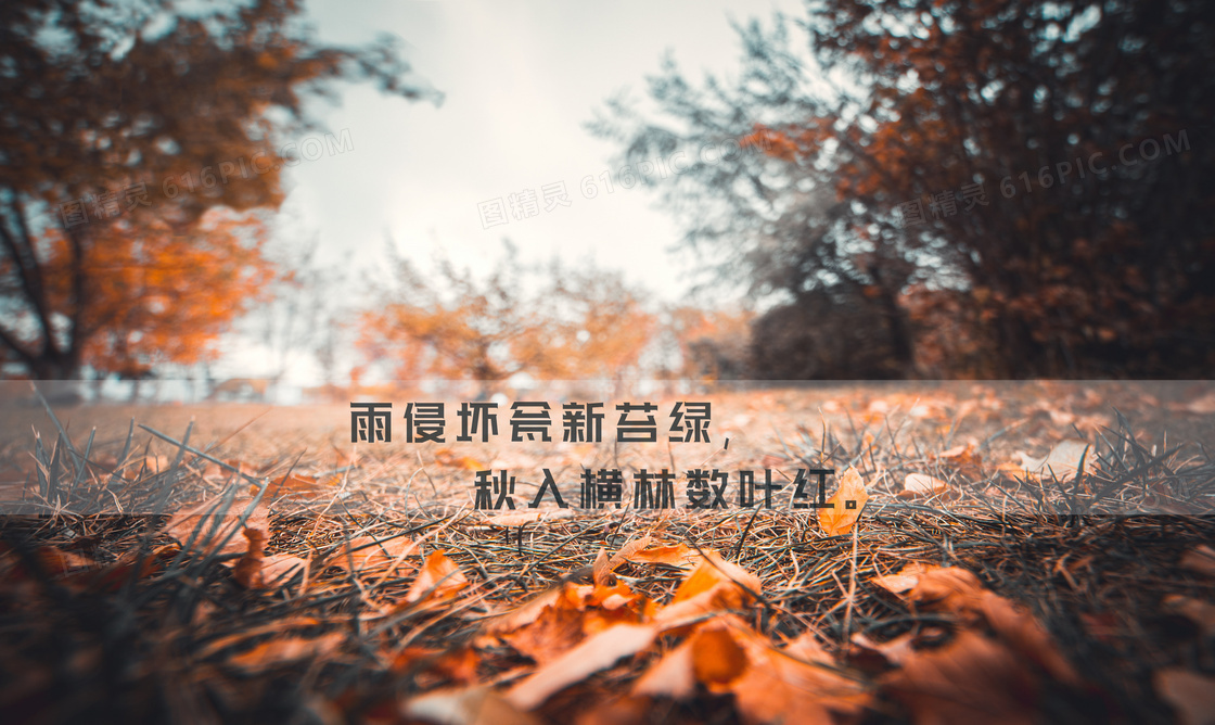 秋天唯美伤感图片文字