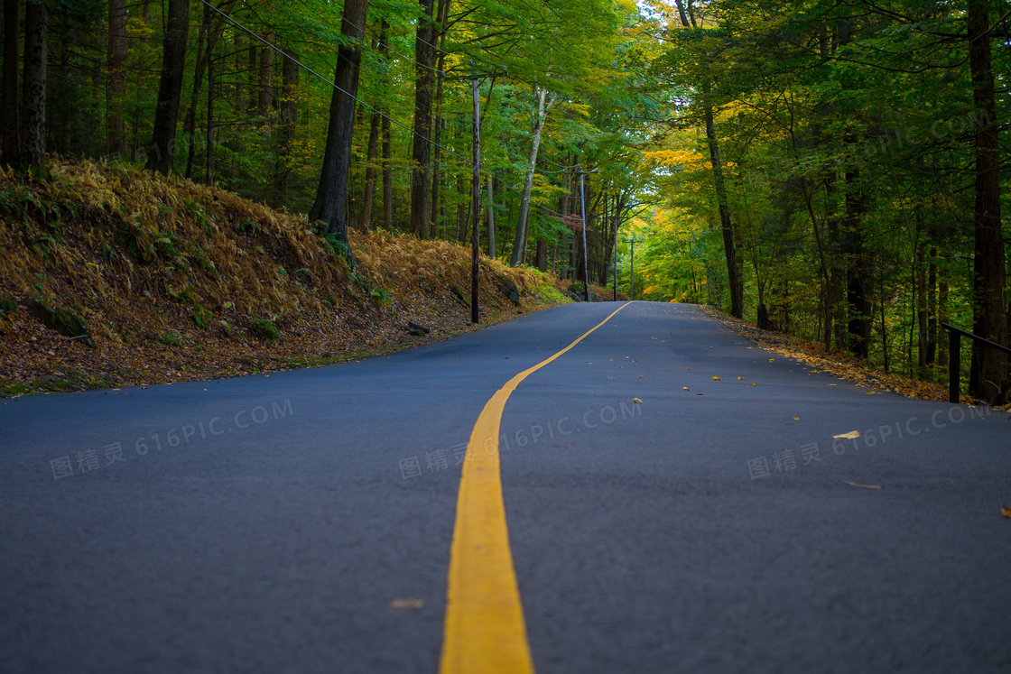 森林柏油公路图片