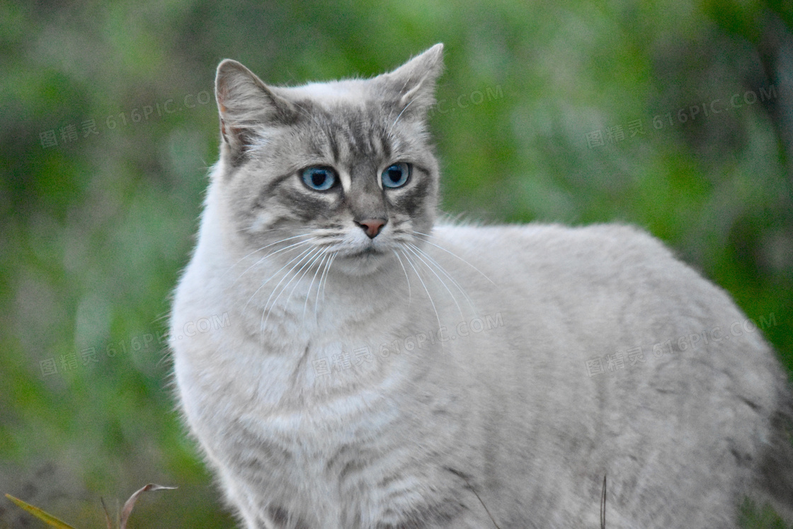 流浪小猫图片
