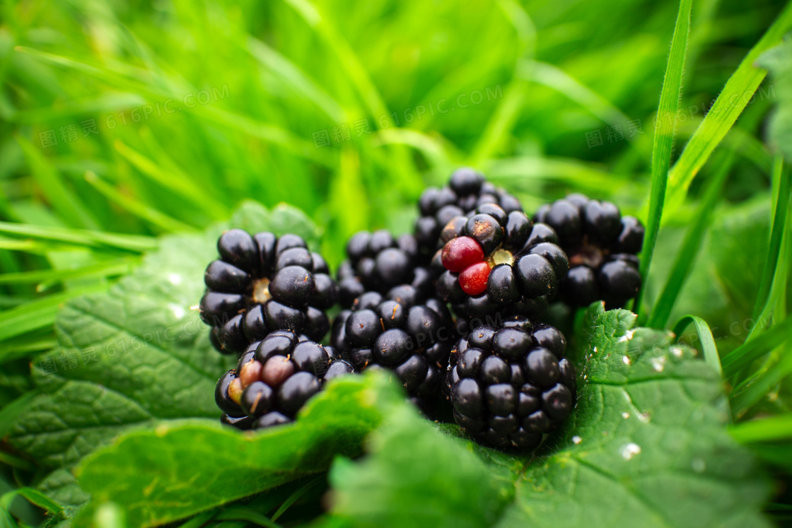 黑莓浆果摄影图片