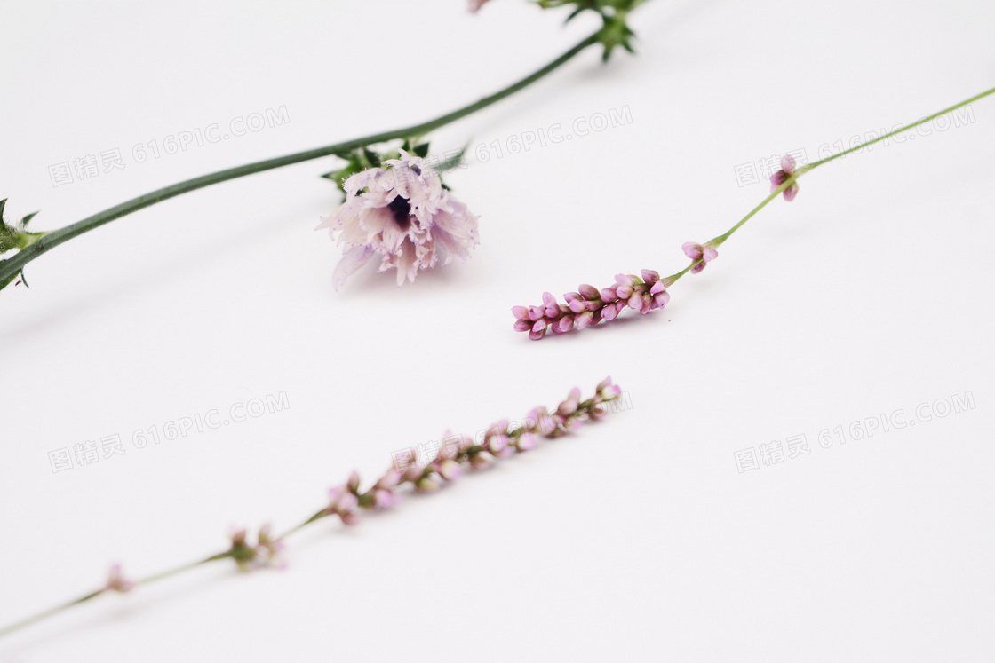 静物花穗图片