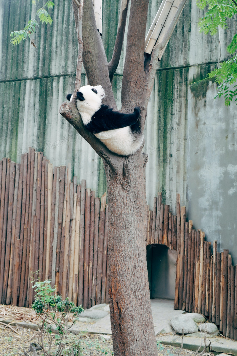熊猫爬树图片