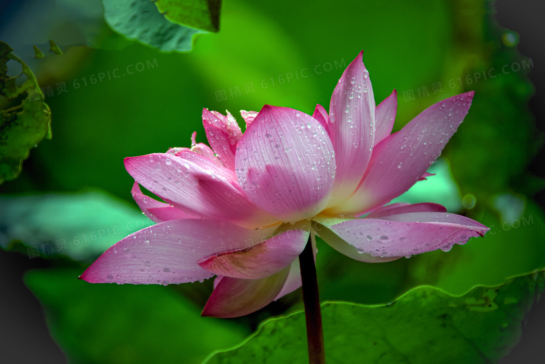 花卉图09 心向阳光纯手绘向日葵花卉油画玄关走廊油画-字画美