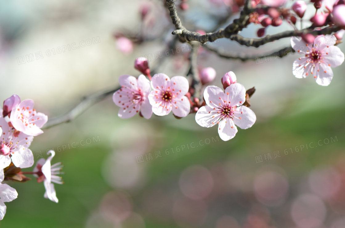 梅花枝梅花摄影图片