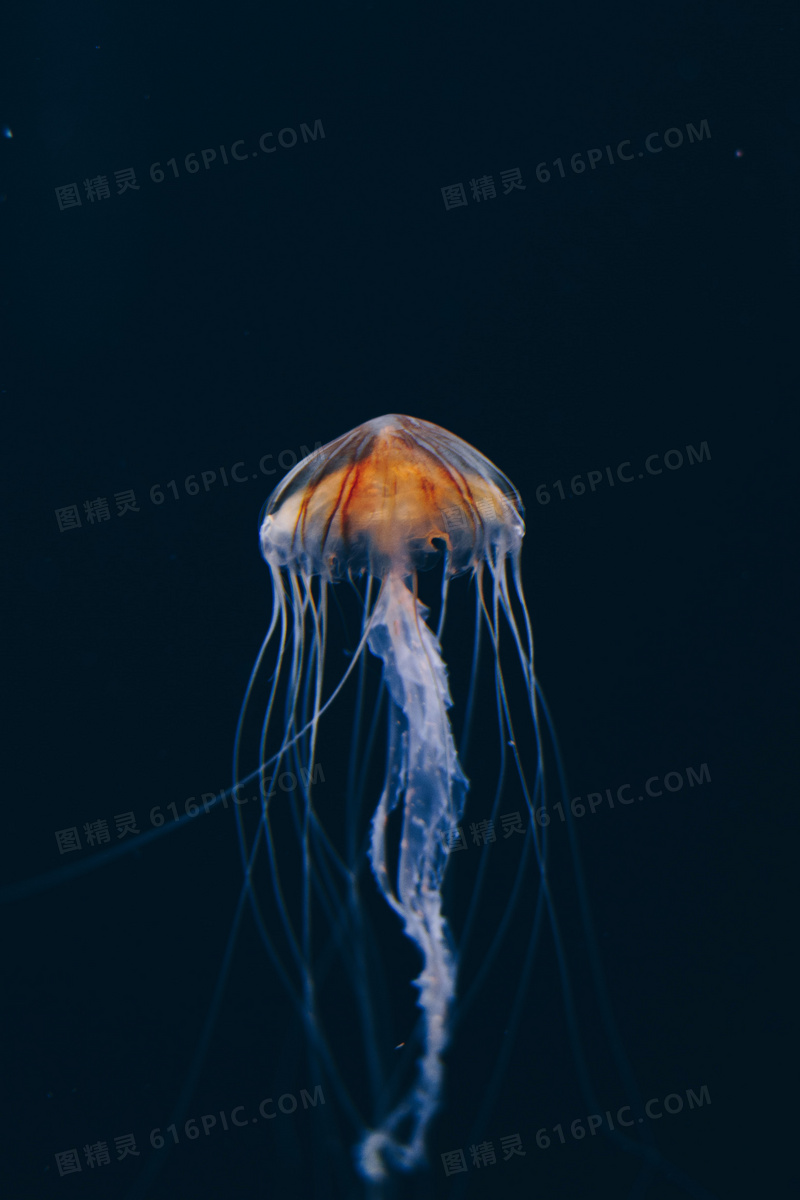海洋水母摄影图片