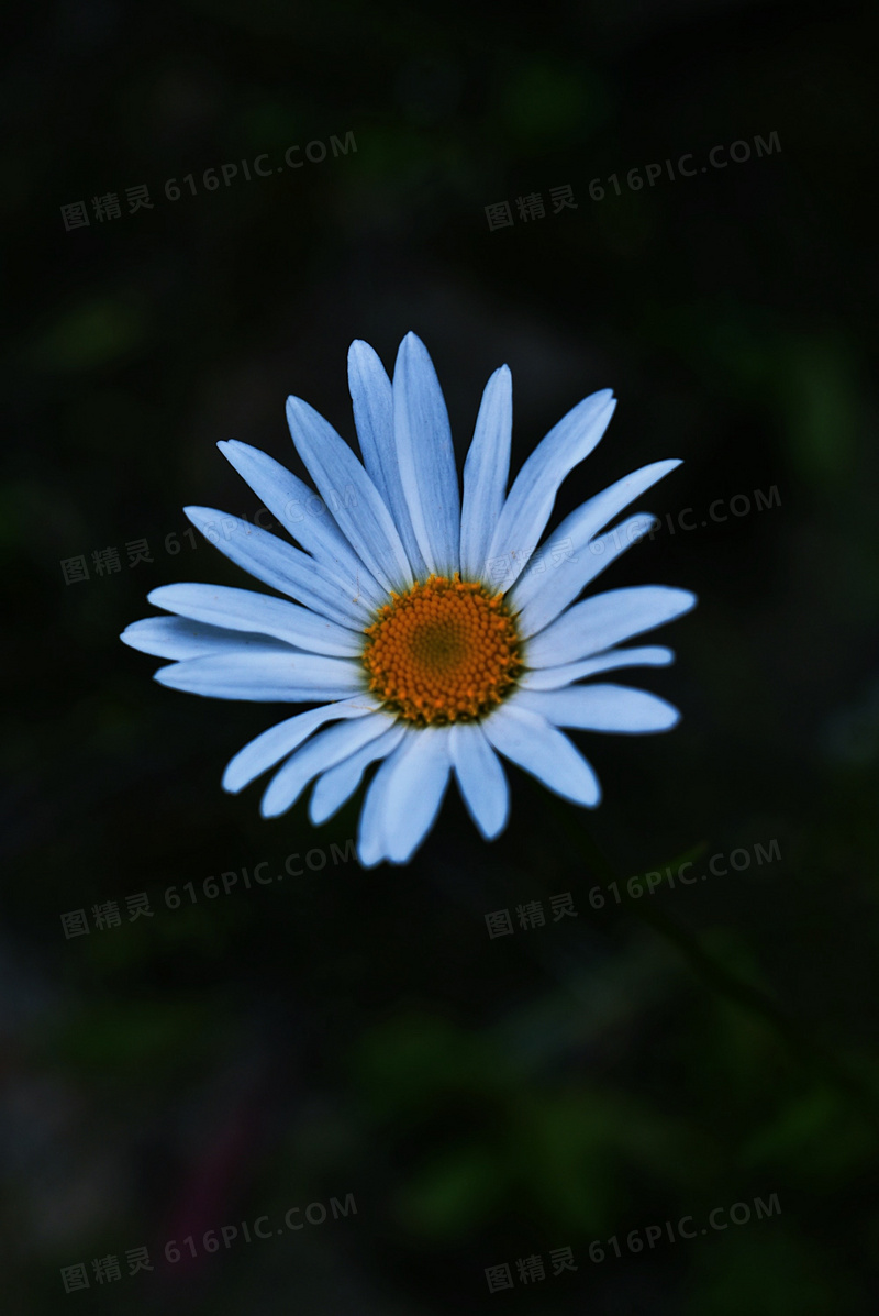黑色背景雏菊图片