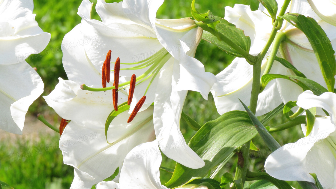 纯白色百合花jpg图片免费下载_编号r139h7591_图精灵