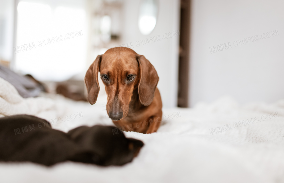 纯色短毛腊肠犬图片