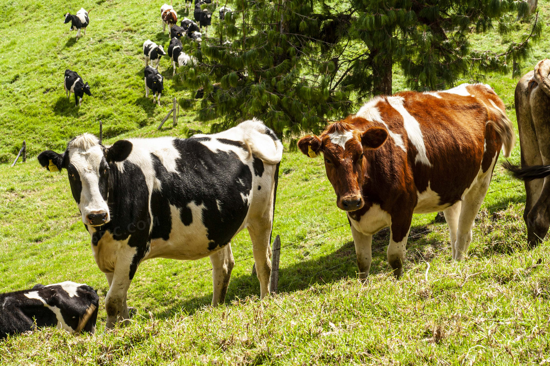 白斑奶牛放牧图片