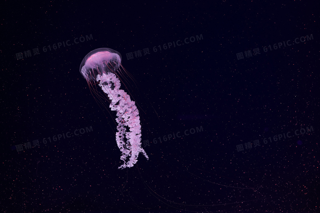 紫色海洋水母图片