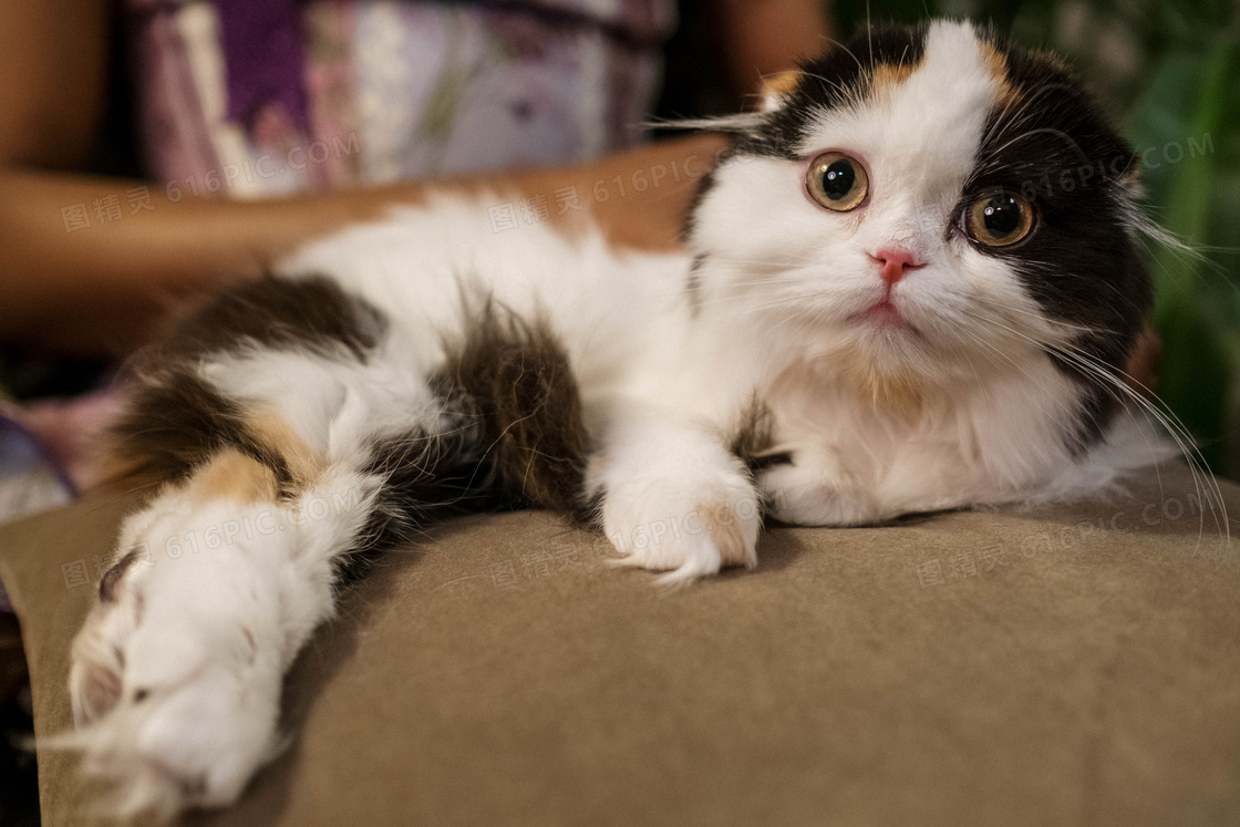可爱猫咪躺枕头上图片