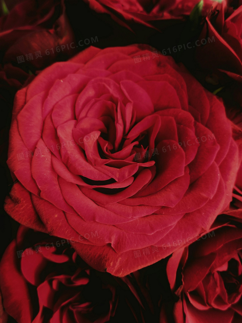 红玫瑰特写摄影图片