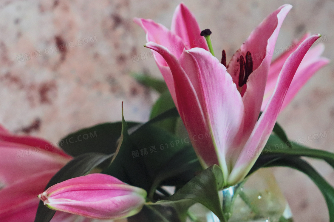 百合花朵盛开图片