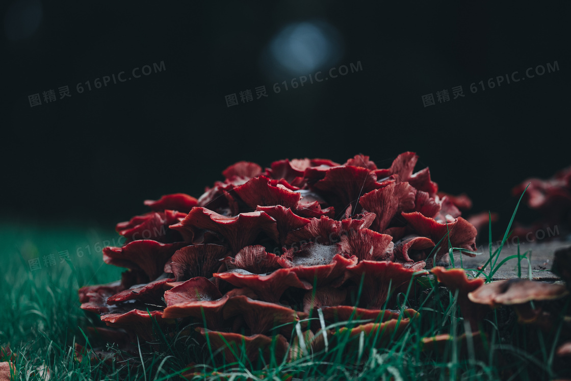 红色毒菌菇图片