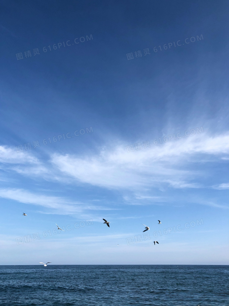 蓝天小鸟自由飞翔图片