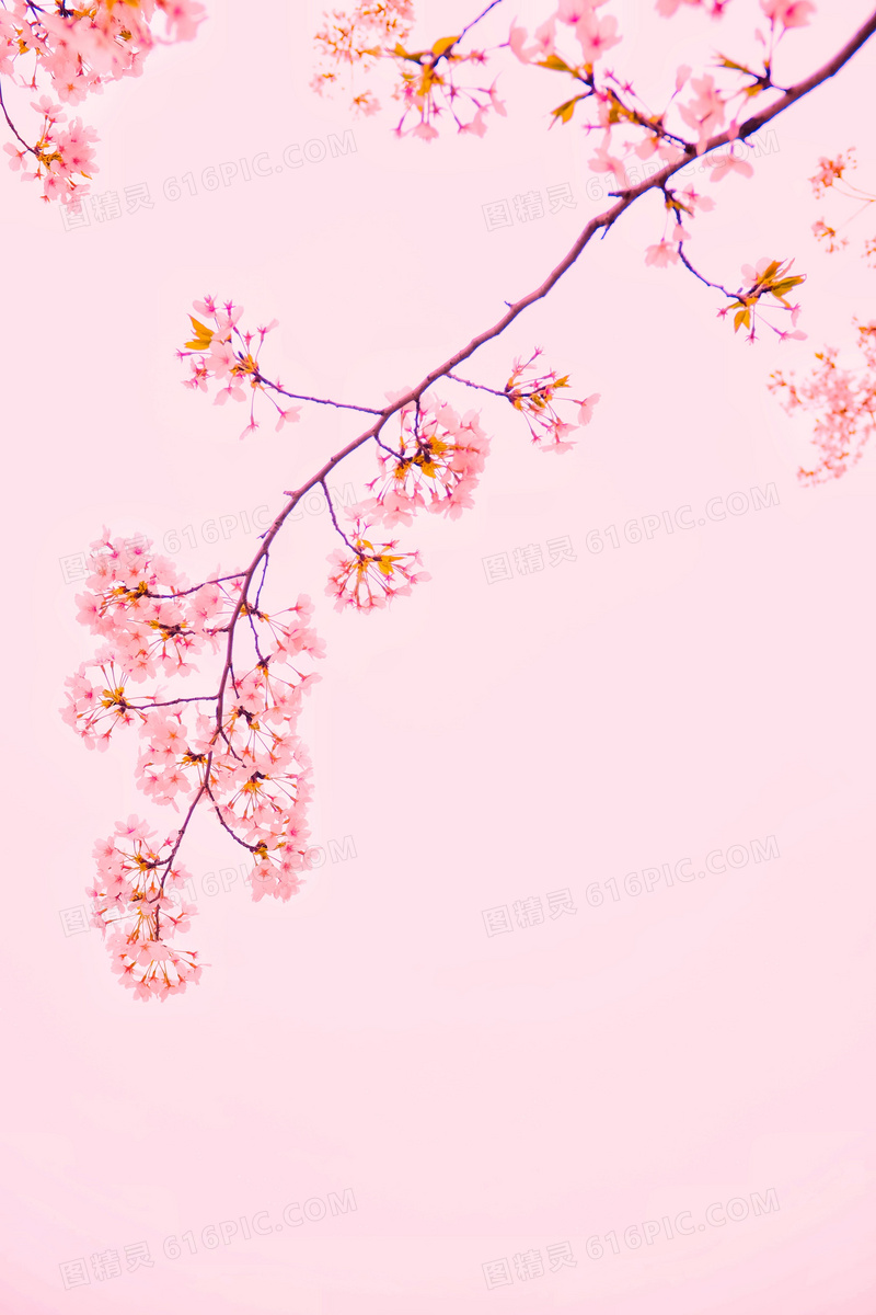粉色樱花背景图片