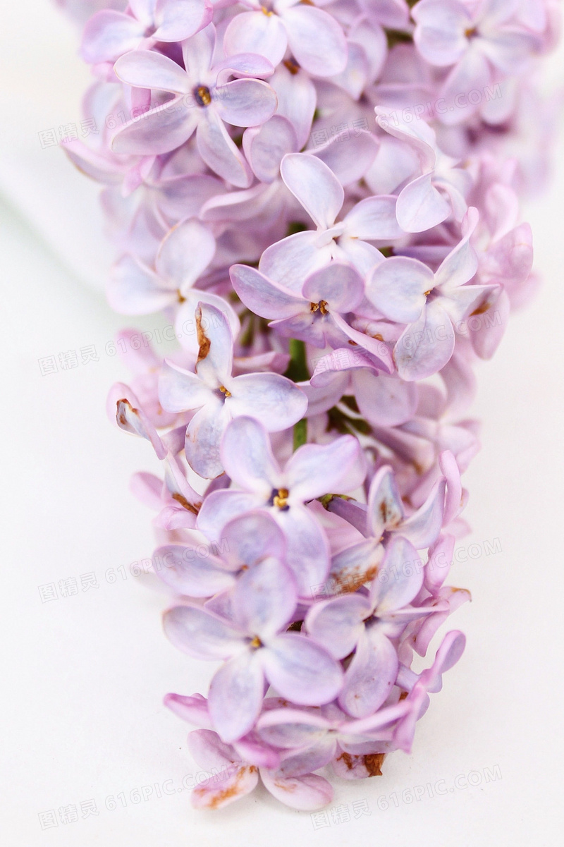 一簇丁香花图片